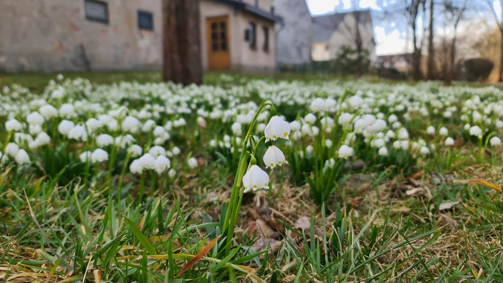 Märzenbecher blühen in voller Pracht in Langenwolmsdorf